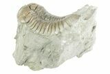 Fossil Flexicalymene Trilobite - Mt Orab, Ohio #380313-1